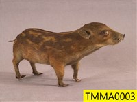 Formosan Wild Boar Collection Image, Figure 2, Total 19 Figures